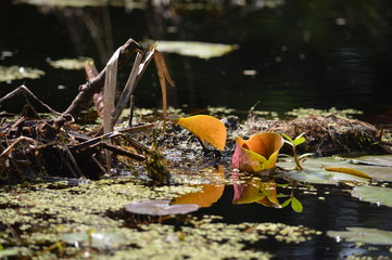 Lily