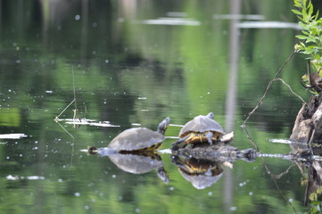 turtles in a pond