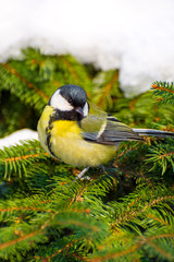 Photo of a bright little yellow tit sitting on a branch of tree in winter