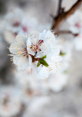 Apricot tree flowers