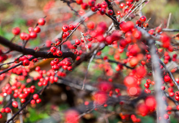 Red cotoneaster berries on the shrubs