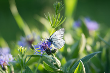butterfly on a flower