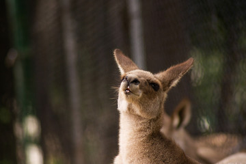 Close up view of adorable adult kangaroo standing on the grass. Wildlife animal concept in its natural environment. Australia. Symbol of Australia. Brisbane.
