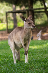 Close up view of adorable adult kangaroo standing on the grass. Wildlife animal concept in its natural environment. Australia. Symbol of Australia. Brisbane.