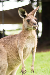 Fototapeta premium Close up view of adorable adult kangaroo standing on the grass. Wildlife animal concept in its natural environment. Australia. Symbol of Australia. Brisbane.