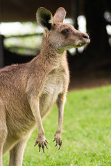 Fototapeta premium Close up view of adorable adult kangaroo standing on the grass. Wildlife animal concept in its natural environment. Australia. Symbol of Australia. Brisbane.