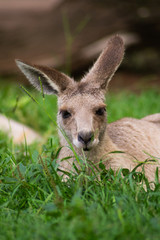 Close up view of adorable adult kangaroo standing on the grass. Wildlife animal concept in its natural environment. Australia. Symbol of Australia. Brisbane.