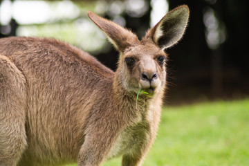 Close up view of adorable adult kangaroo standing on the grass. Wildlife animal concept in its natural environment. Australia. Symbol of Australia. Brisbane.