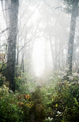 Fototapeta premium Misty Day Hiking in Shenandoah National Park in Virginia in Summer