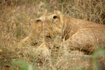 Obraz na płótnie Canvas A beautiful pride of lions photographed in southern africa doing their business.