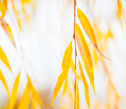 Yellow Leaves Of The Weeping Willow