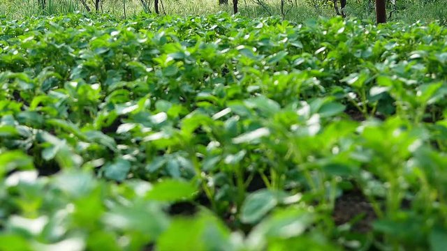 The beds of potatoes in the garden