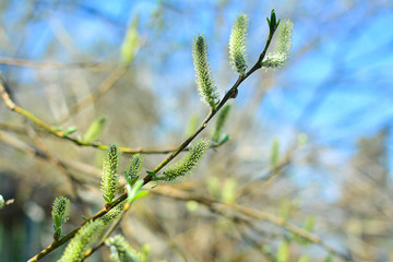 Blooming willow close up. Image for background, greeting card, greeting, and project or design.