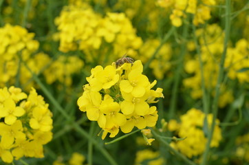 Pole rzepakowe kwiat rzepaku pszczoła