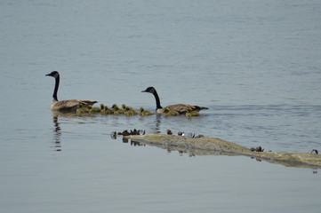 Canada geese and their goslings