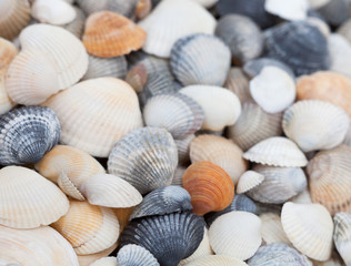 Seashells. Mollusk shells.