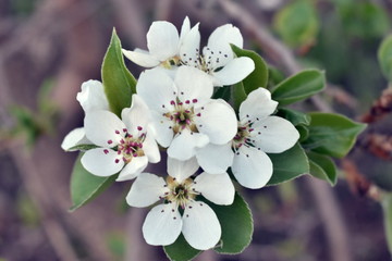 Spring flowering of fruit trees in the garden