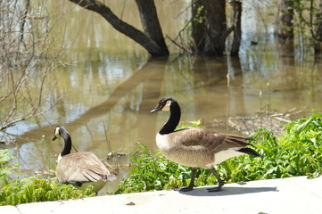 Canada geese and their goslings