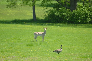 Naklejka na ściany i meble Deer grazing on the green grass in the park