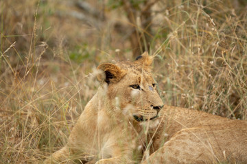 A beautiful pride of lions photographed in southern africa doing their business.