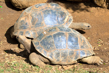 The crocodile park in Mauritius, Africa. Two turtles stand on the ground nearby and look in different directions.