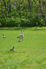 Deer grazing on the green grass in the park