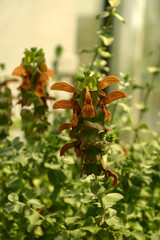 close up view of medicinal sage in bloom, salvia repens orange colored flowers in a glass house in late spring