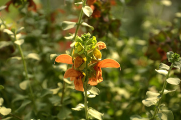 salvia repens orange colored flowers in a glass house in late spring, spice and medicinal sage in bloom