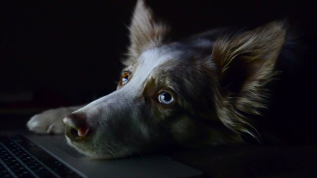 Light coloured  border collie dog against the laptop screen watching