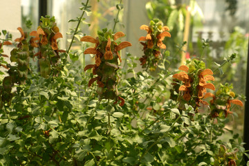 beautiful orange sage blooming in botanical garden in bavaria, salvia repens orange colored flowers in a glass house in late spring