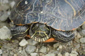 Painted turtle sunbathing in the sun