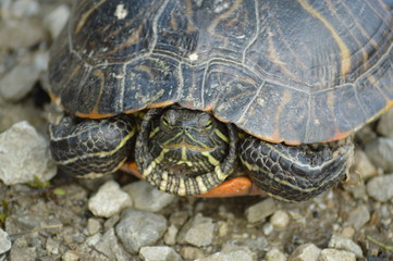 Painted turtle sunbathing in the sun