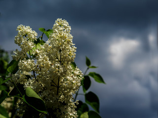 branch of blossoming white lilac