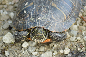 Painted turtle sunbathing in the sun