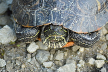 Painted turtle sunbathing in the sun