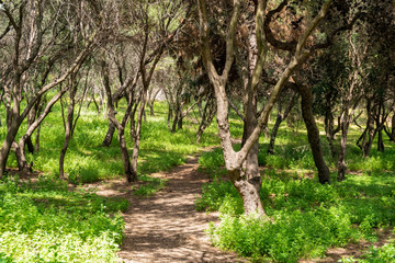 foliage and colorful greenery in a park at the Acropolis in Athens, Greece