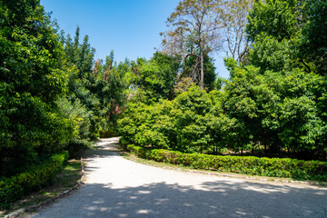 Fototapeta na wymiar Park curved soil pathways with trees and green low grass. park in Athens, Greece