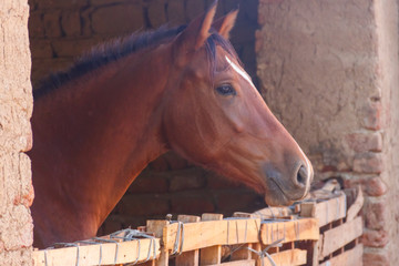 Fototapeta premium Chestnut horse in a wooden stall box