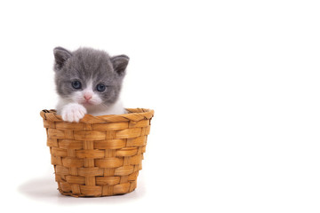 Fototapeta na wymiar Blue bicolor British kitten sitting on a white background in a wicker basket. Space for inscription on the right