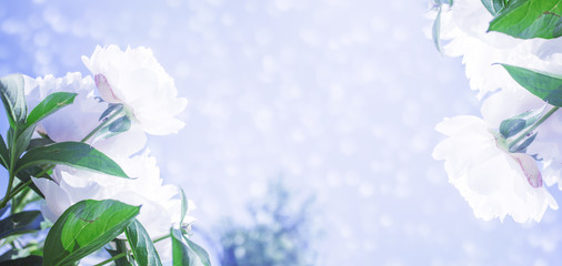 Delicate floral background. White peony flowers close up on a blurred background.