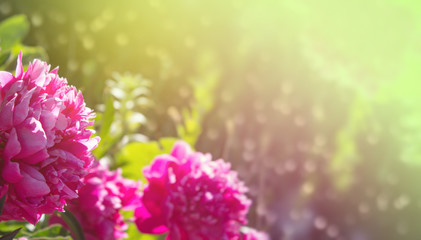 Bright delicate floral background. Bright pink peony flowers close-up on a blurred background. Sun rays