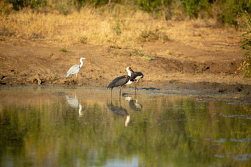 Wooly necked stork and a grey heron