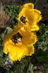 Yellow fringed tulip flowering in Swiss cottage garden, alpine village of Berschis