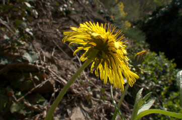 Taraxacum officinale; Dandelion flowering in Swiss cottage garden, alpine village of Berschis