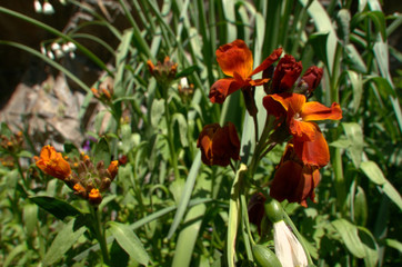 Erysimum sp.; Red wallflower flowering in Swiss cottage garden, alpine village of Berschis