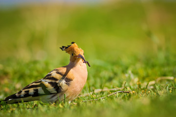 Hoopoe hunting. Green nature background. Bird: Eurasian Hoopoe. 