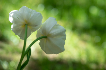 White tulips