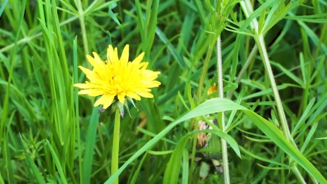 Wind swings yellow dandelions in the field in summer sunny day
