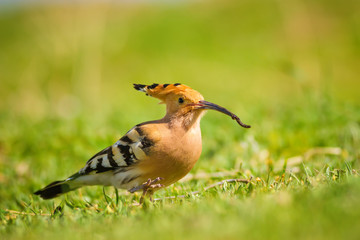 Hoopoe hunting. Green nature background. Bird: Eurasian Hoopoe.  © serkanmutan