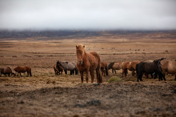 Herd of horses in field